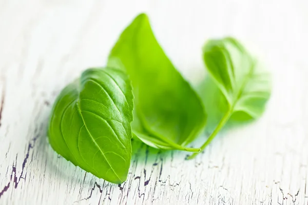 Basil leaves — Stock Photo, Image