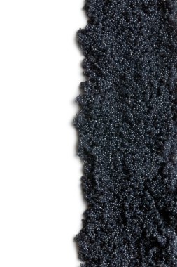 black caviar clipart