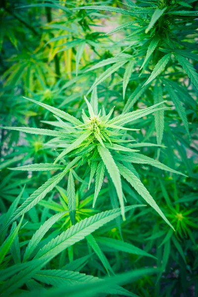 Cannabis växten marijuana — Stockfoto