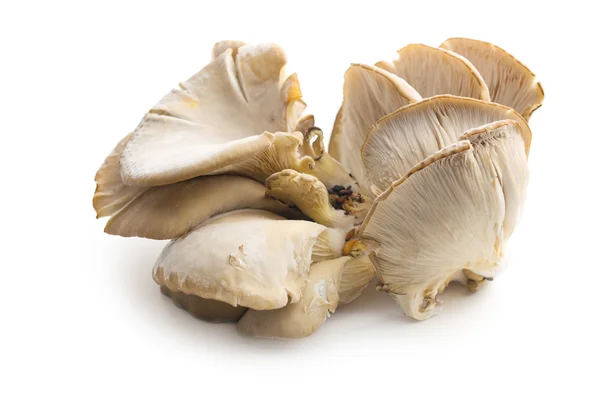 Oyster mushroom — Stock Photo, Image