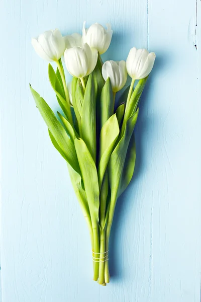 Tulipano bianco — Foto Stock