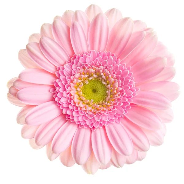 Gerber Daisy vagyok. — Stock Fotó