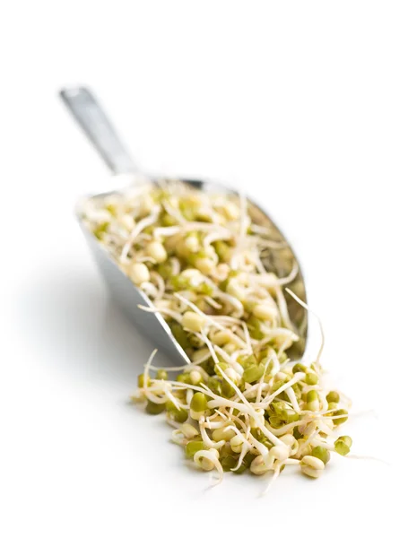 Sprouted mung beans — Stock Photo, Image