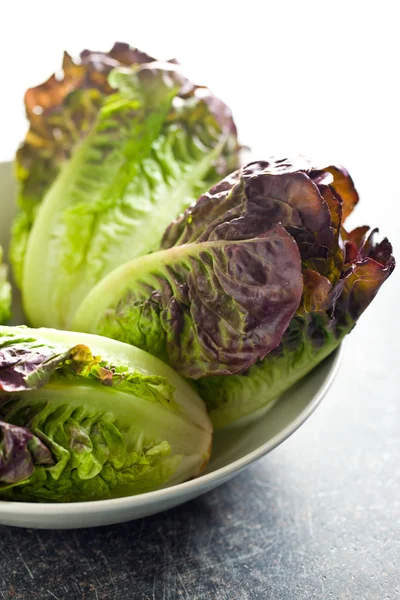 Red lettuce — Stock Photo, Image