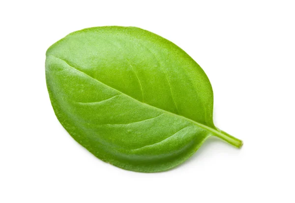 Groene basilicum blad — Stockfoto