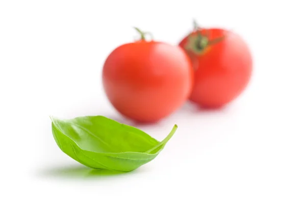 Folhas de manjericão e tomates — Fotografia de Stock