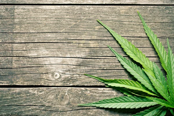 Foglie di cannabis — Foto Stock