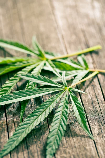 Cannabis bladeren — Stockfoto
