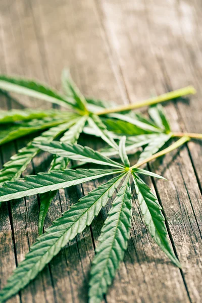 Foglie di cannabis — Foto Stock