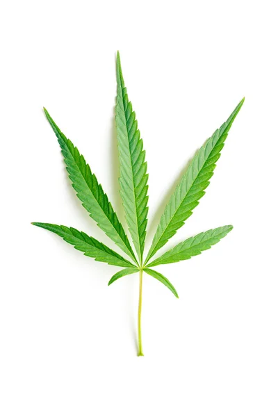 Cannabis leaf — Stockfoto