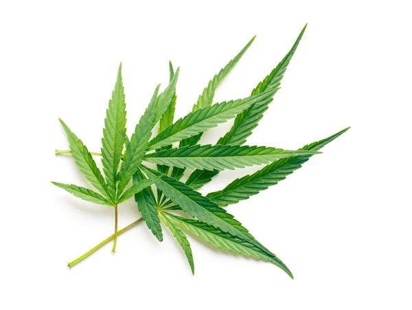 Cannabisblätter — Stockfoto