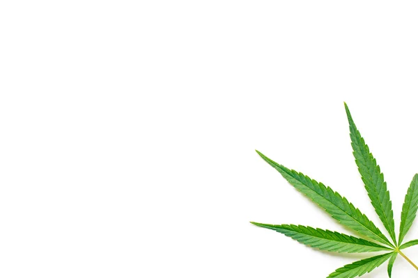 Cannabis leaf — Stockfoto