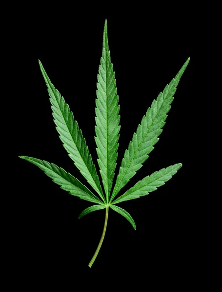 Cannabis leaf — Stockfoto