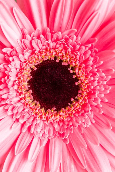 A gerbera rosa — Fotografia de Stock