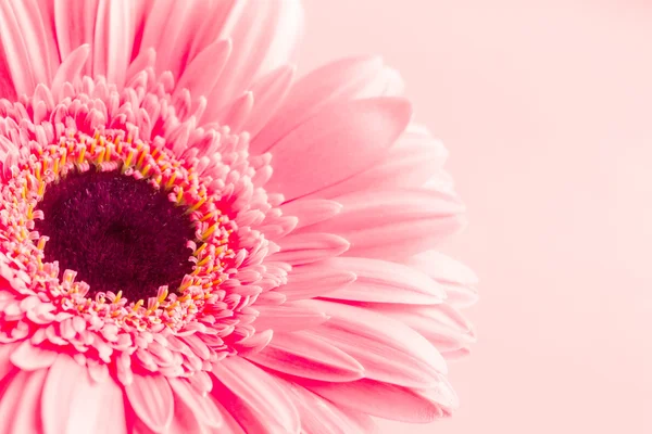 Gerbera rosa — Foto Stock