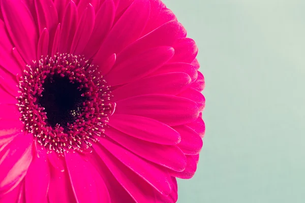 Den röda gerbera — Stockfoto