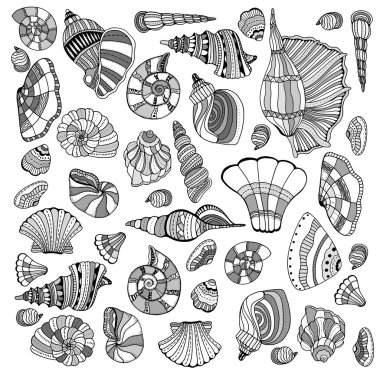 Deniz kabuğu koleksiyonu ayarla