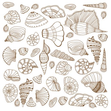 Deniz kabuğu koleksiyonu ayarla