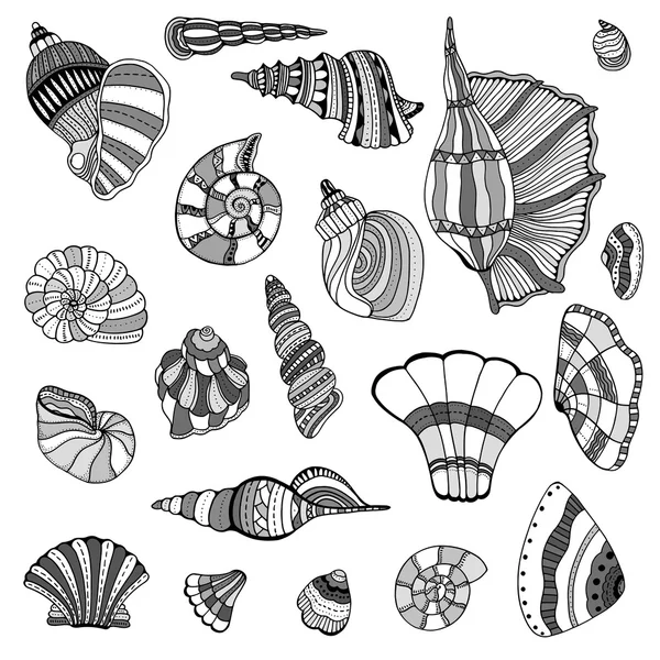 Deniz kabuğu koleksiyonu ayarla — Stok Vektör