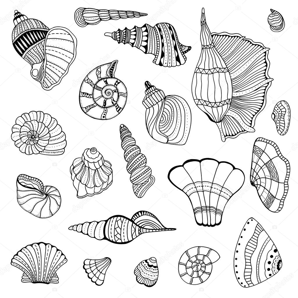 Seashell set collection