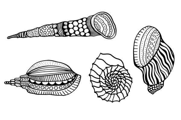 Conjunto de conchas . — Archivo Imágenes Vectoriales