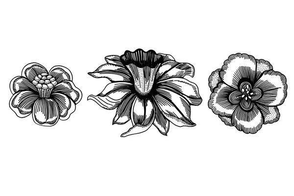 Set of sketchy flower — Stock Vector