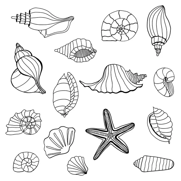 Коллекция Seashell . — стоковый вектор