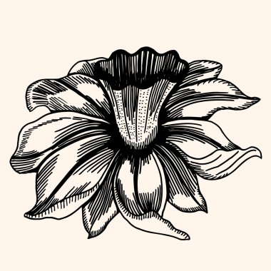 izole vektör çiçek