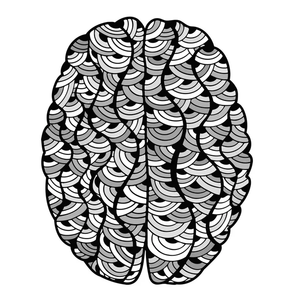 Sketchy cerebro humano — Vector de stock