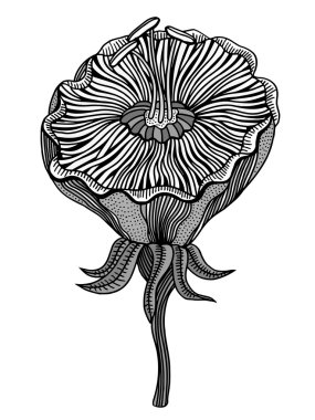 Beyaz arkaplanda çiçek