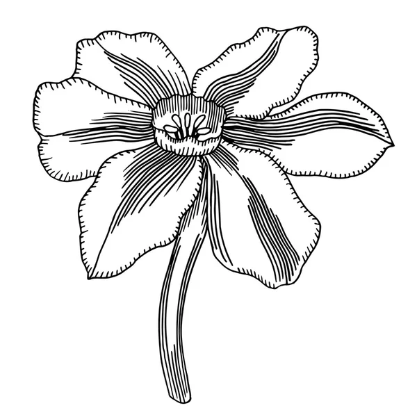 Flor sobre um fundo branco — Vetor de Stock