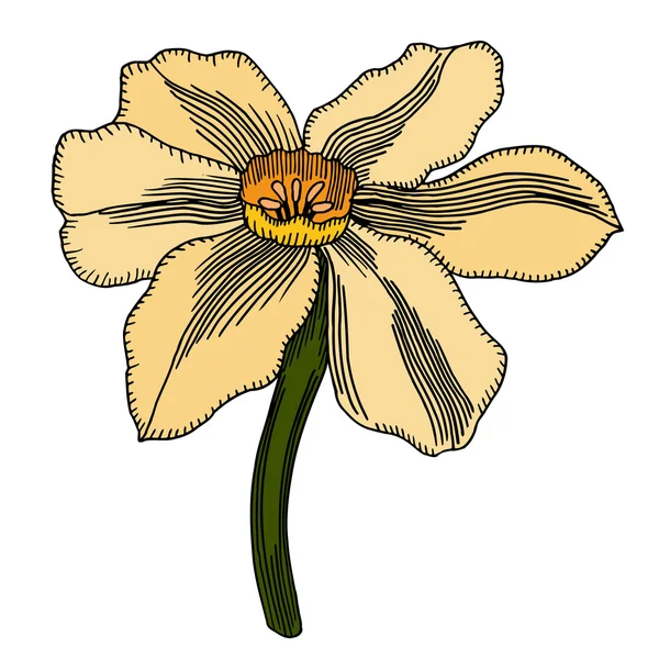 Fleur isolée sur fond blanc — Image vectorielle