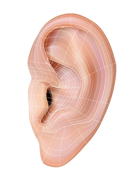 人間の耳。表示されているメッシュとベクトル図. — ストックベクタ