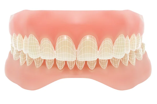 Человеческая челюсть. Векторная иллюстрация с видимой сеткой . — стоковый вектор