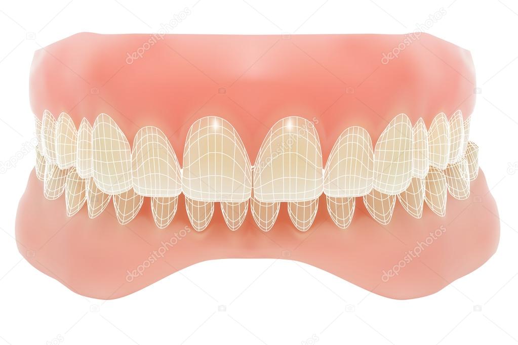 Human jaw. Vector illustration with visible mesh.