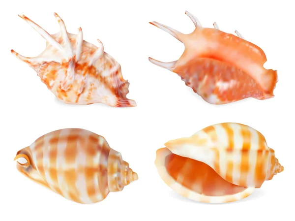 Conjunto de Seashell, isolado em branco. Ilustração vetorial —  Vetores de Stock