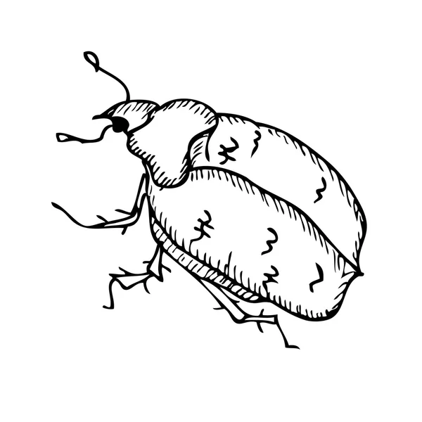 Escarabajo sobre fondo blanco. Ilustración vectorial — Vector de stock