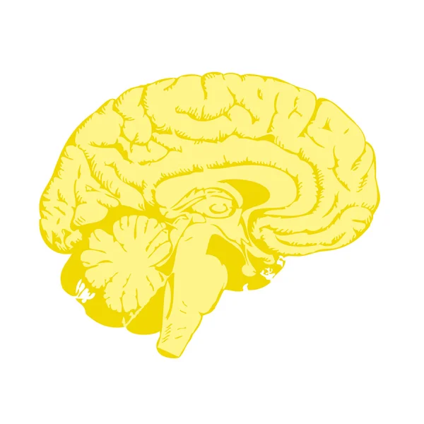 Cerebro dorado — Vector de stock