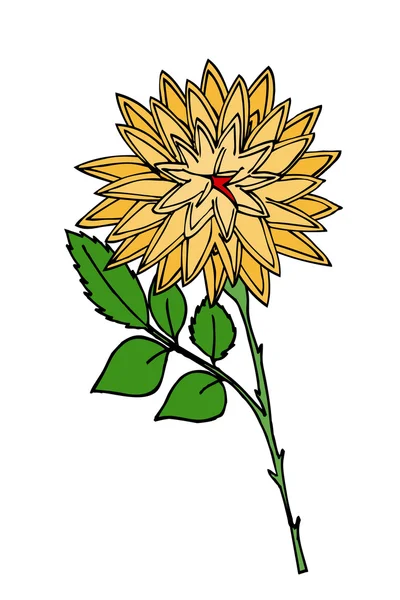 Fleur de chrysanthème. Isolé sur blanc . — Image vectorielle