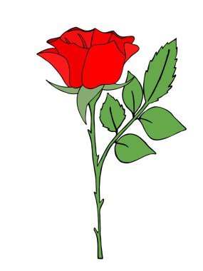 parlak kırmızı gül