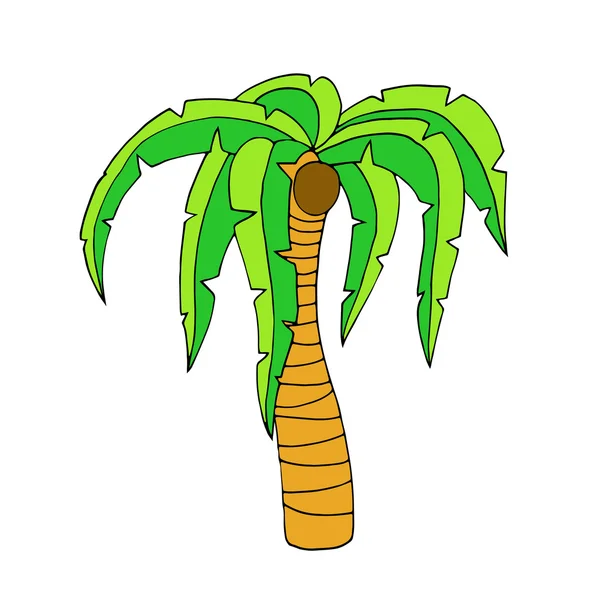 Tropical palm tree — Stock Vector