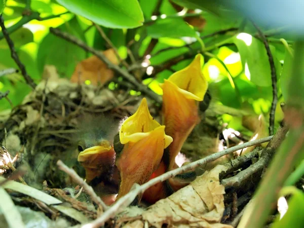 Pássaros em Ninho — Fotografia de Stock