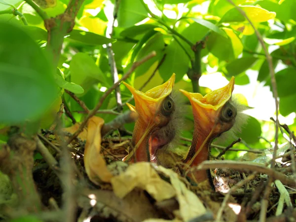 Pájaros bebé en el nido — Foto de Stock