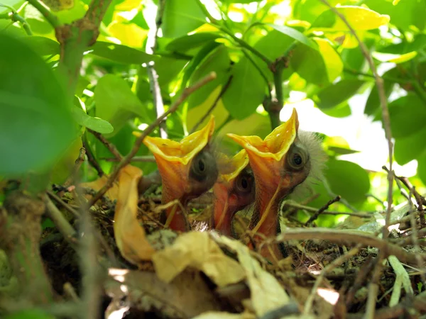 Baby fugle i reden - Stock-foto