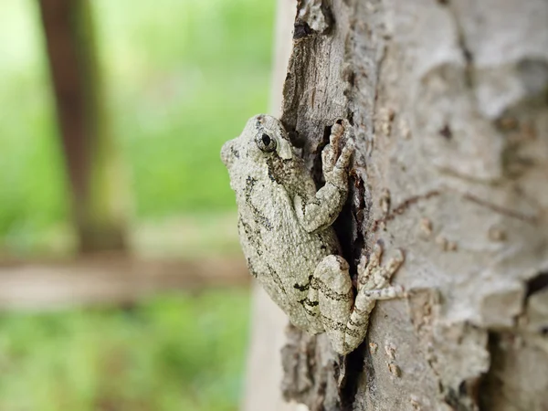 Treefrog på träd — Stockfoto