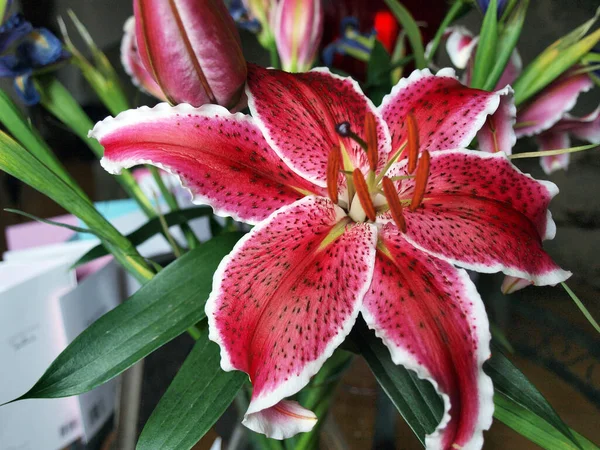 Zbliżenie Zdjęcie Bukietu Kwiatu Magenta Kolorowe Gwiazdy Lilia Fioletowe Kolorowe — Zdjęcie stockowe