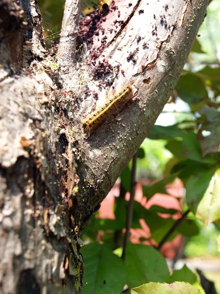 Lagarta de traça cigana — Fotografia de Stock