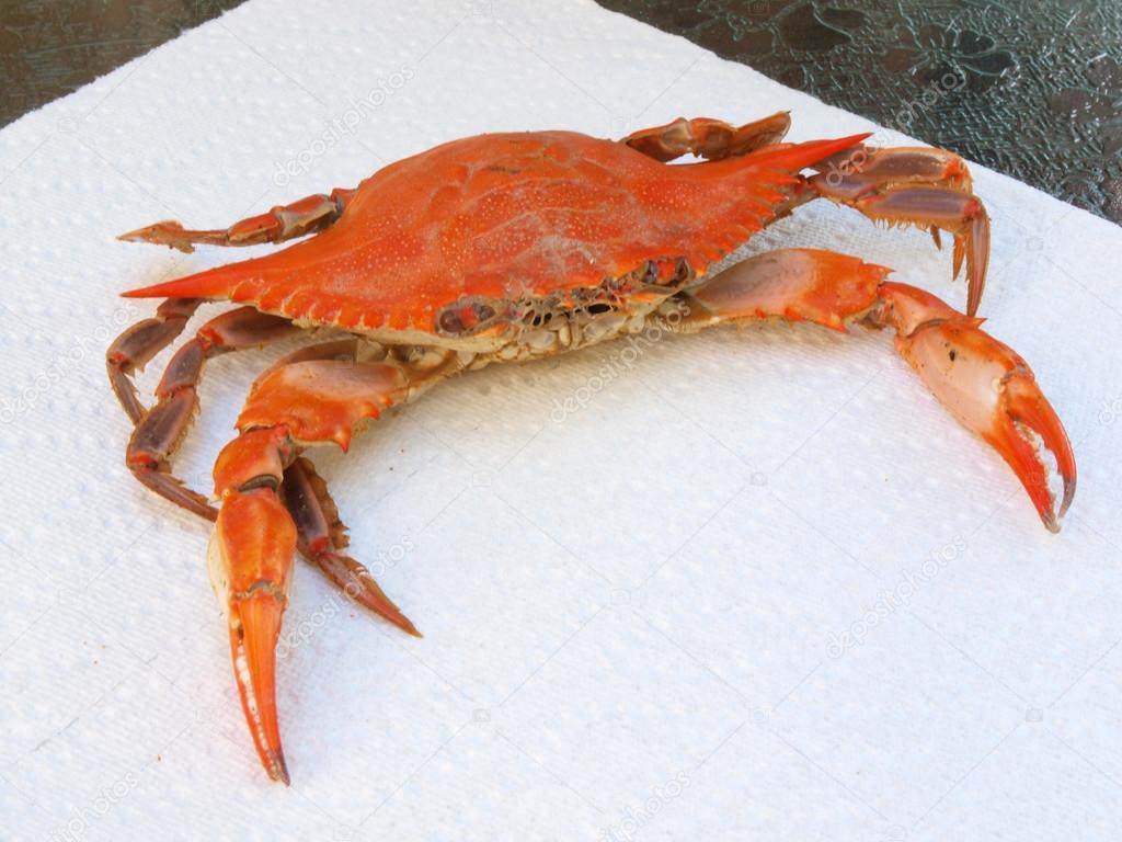 cooked blue crab on paper towel