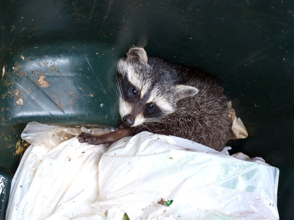 raccoon in trash