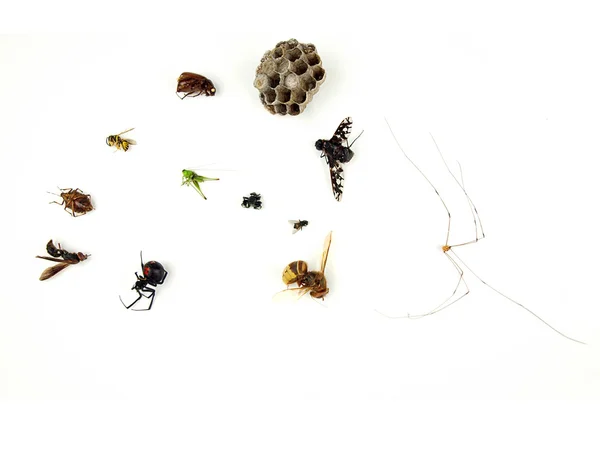Insectes morts — Photo